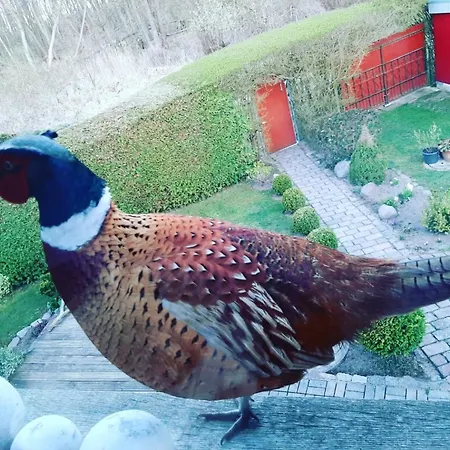 Am Malchiner Mit Boot Und Kanu Lägenhet Basedow (Mecklenburg-Vorpommern)