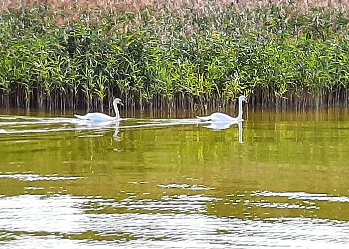 Am Malchiner Mit Boot Und Kanu Lejlighed Basedow (Mecklenburg-Vorpommern)